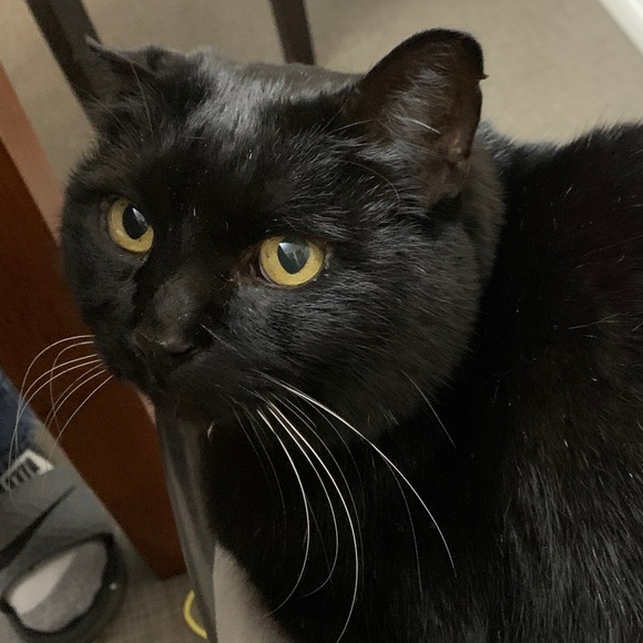 Meet your Posher, Lindsay - Picture 1 of 1